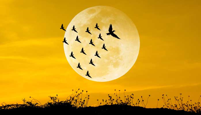 Do you Attract Leaders or Followers?